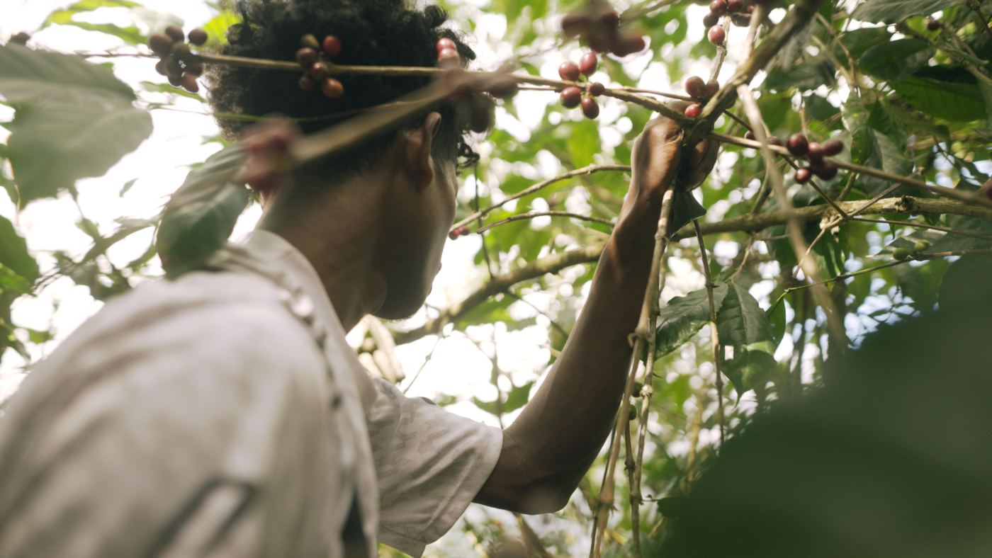 Coffee beans drying in the sun at a Timor-Leste processing site